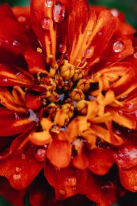Kaboompics - Red Orange Flower Macro with Raindrops and Soft Floral Texture