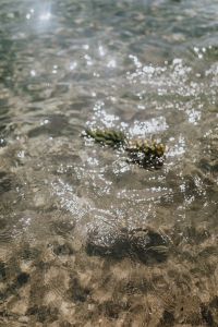 Kaboompics - Pineapple in the sea