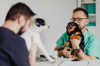 Kaboompics - Veterinarian Comforting a Small Black and Tan Dog During a Clinic Visit