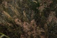 Kaboompics - Moody Wild Grass Seed Heads in Dark Meadow Texture