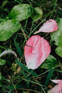 Kaboompics - Rain-Soaked Pink Petals Among Green Garden Leaves
