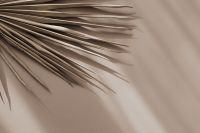Kaboompics - Wide Palm Leaf Background with Copy Space on the Right