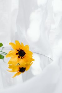 Kaboompics - Close Yellow Flower Reflection With Green Stem and Leaves
