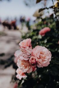 Kaboompics - Dreamy Pink Rose Blossoms with Soft Garden Bokeh