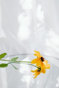 Kaboompics - Side Profile of a Yellow Flower Over a Round Mirror