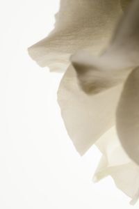 Kaboompics - Backlit White Petals in a Soft Macro Close-Up