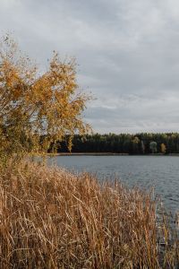 Kaboompics - Golden Birch Tree and Tall Reeds Along an Autumn Lake