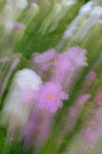 Kaboompics - Pink Flowers with Gentle Movement and Dreamy Green Tones