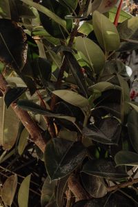 Kaboompics - Glossy Tropical Leaves and Palm Trunk