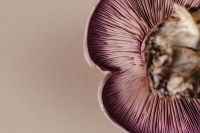 Kaboompics - Violet Wood Blewit Mushroom Cap Detail