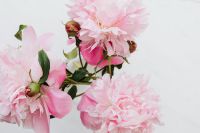 Kaboompics - Close-Up Pink Peonies and Green Buds on Marble