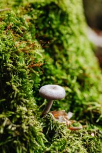 Kaboompics - Small Mushroom Growing in Bright Green Moss