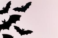 Kaboompics - Black Bat Silhouettes on Pink Background