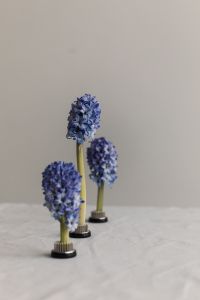 Kaboompics - Three Blue Hyacinth Blooms with Vertical Composition and Soft Focus