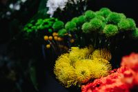 Kaboompics - Collection of colourful flower bouquets