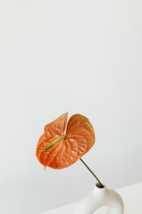 Kaboompics - Orange Anthurium Flower with Large Neutral Copy Space