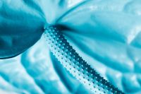 Kaboompics - Angled Blue Anthurium Spadix Against Soft Petal Background