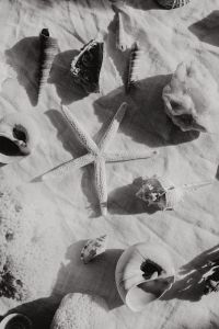 Kaboompics - Black and White Seashell Still Life with Starfish and Textured Linen, Coastal Background