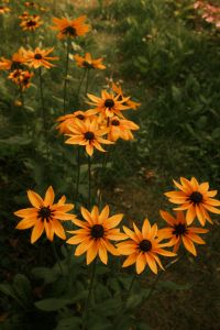 Kaboompics - Orange Flowers with Motion Blur