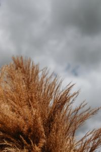 Kaboompics - Golden Pampas Grass against a Cloudy Blue Sky