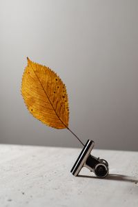 Kaboompics - Golden Dried Leaf Suspended from a Metal Clip