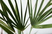 Kaboompics - European Fan Palm Leaves in Graphic Green Close-Up for Tropical Wallpaper