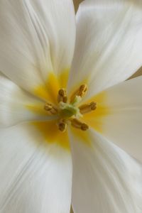 Kaboompics - White Flower Center Macro Detail