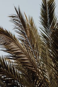 Kaboompics - Palm Trees and Fan Leaves against a Pale Sky