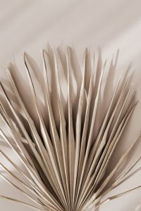 Kaboompics - Close View of Palm Fan Ribs and Soft Cast Shadows