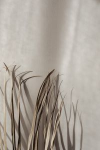Kaboompics - Dried Reed Stems and Shadows on Beige Backdrop