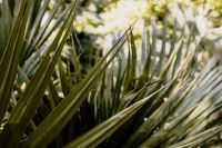 Kaboompics - Palm Leaf Canopy Above Botanical Garden Foliage