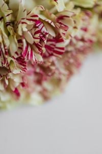 Kaboompics - Striped Carnation Floral Texture With Soft Focus