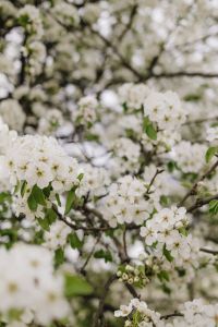 Kaboompics - White Spring Flowers in Shallow Focus