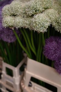Kaboompics - White Allium Blossoms Framed by Purple Blooms