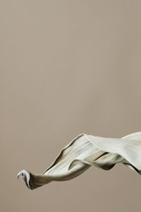 Kaboompics - Twisted White Dried Leaf On Beige