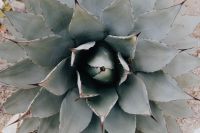 Kaboompics - Silver-Blue Agave Rosette on a Light Gravel Background