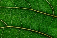Kaboompics - Fiddle Leaf Fig Vein Pattern Macro, Horizontal Green Leaf Background