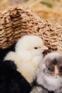 Kaboompics - Black Baby Chick on Checkered Fabric