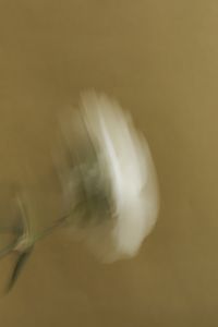 Kaboompics - White Flower in Soft Motion Blur
