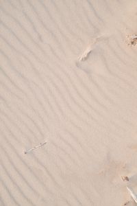 Kaboompics - Fine Wind-Rippled Pale Sand with a Small Plant Fragment, Minimal Beach Background