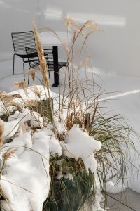 Kaboompics - Snowy Ornamental Grasses Beside Patio Furniture