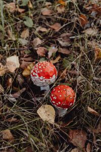Kaboompics - Two Red Fly Agaric Mushrooms on an Autumn Forest Floor
