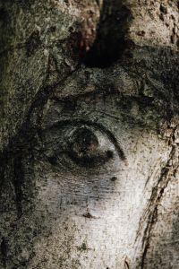 Kaboompics - Tree Bark Knothole Resembling an Eye in Close Focus