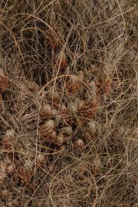 Kaboompics - Dry Grass and Fleshy Succulent Seed Heads