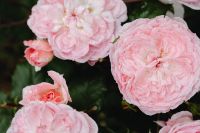 Kaboompics - Pink Roses and Green Leaves with Raindrop Details