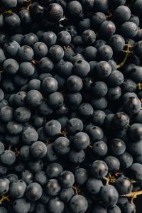 Kaboompics - Vertical Close-Up of Black Grape Bunches