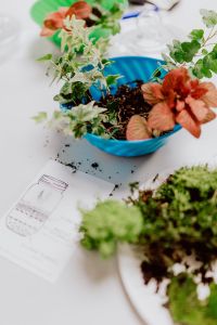 Kaboompics - Red-Leaved Fittonia in a Blue Bowl beside a Hand-Drawn Glass Terrarium Plan