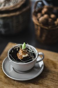 Kaboompics - Little seedling in a cup on a wooden board