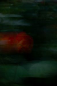 Kaboompics - Red Orange Flower Motion Blur Dark Background