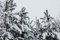 Kaboompics - Snow-covered Trees